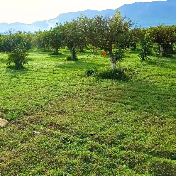 Finca agrícola de 1,8 ha en venta en Málaga