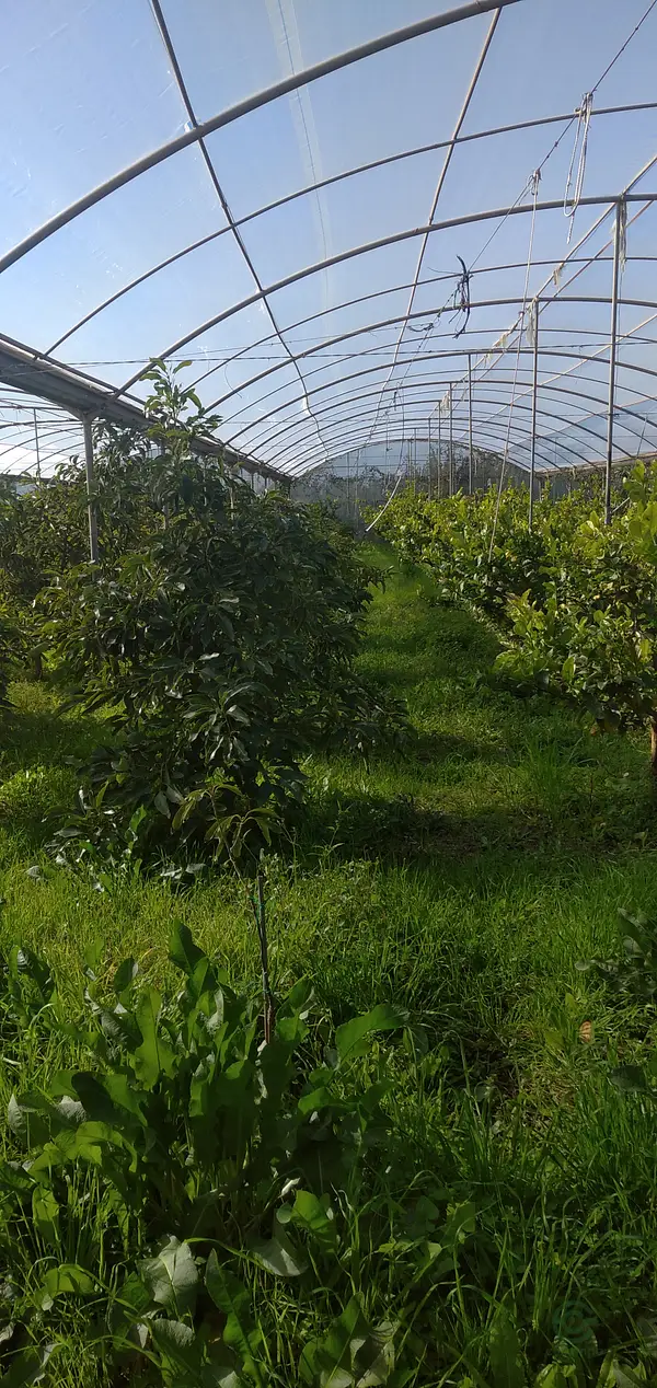 Finca agrícola de 2 ha en venta en Granada