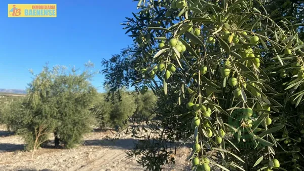 Finca agrícola de 25 ha en venta en Córdoba