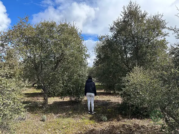 Finca rústica de 10,14 ha en venta en Ciudad real