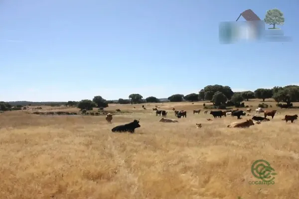 Finca rústica de 300 ha en venta en Salamanca