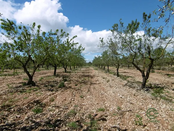 Finca agrícola de 0,49 ha en venta en Benlloch, Castellon