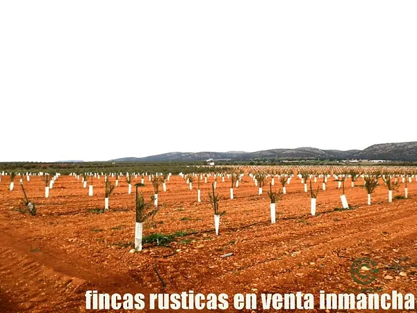 Finca agrícola de 28 ha en venta en Ciudad real