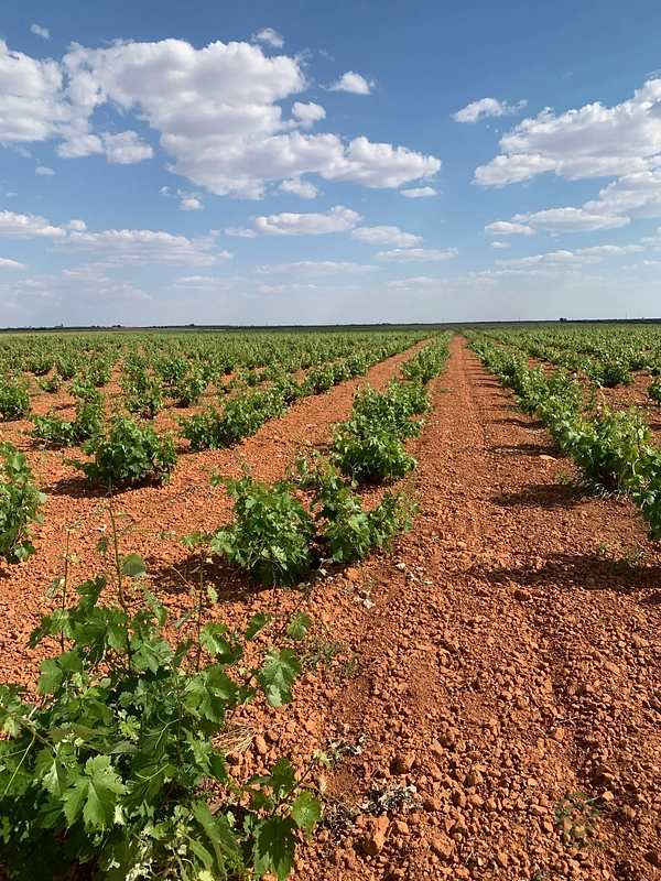 Finca agrícola de 3,6788 ha en venta en Ciudad real