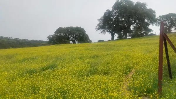 Finca rústica de 80 ha en venta en Córdoba