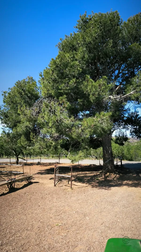 Finca agrícola de 30 ha en venta en Castellón