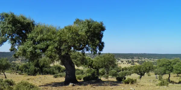 Finca rústica de 2000 ha en venta en Cáceres