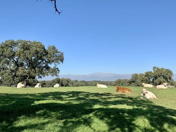 Finca ganadera de 340 ha en venta en Toledo