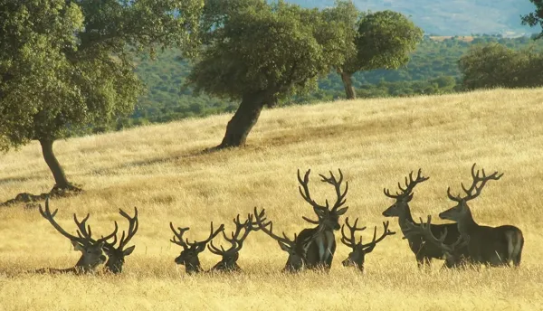 Finca rústica de 1000 ha en venta en Cáceres