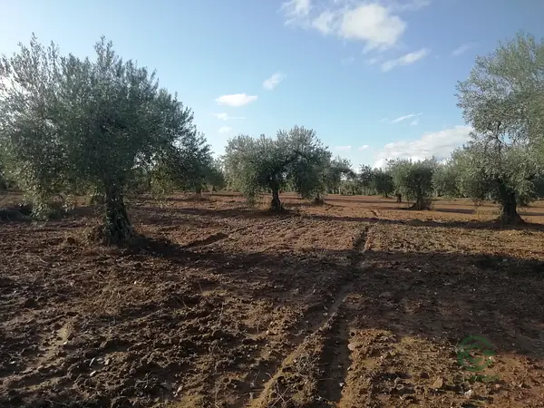Finca rústica de 1,6 ha en venta en Cáceres
