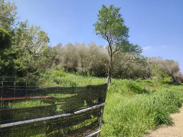 Finca rústica de 1,2 ha en venta en Castellón