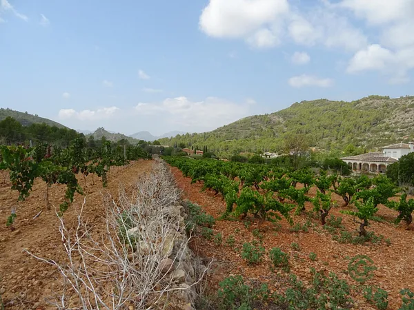 Finca agrícola de 1,4205 ha en venta en Lliber, Alicante