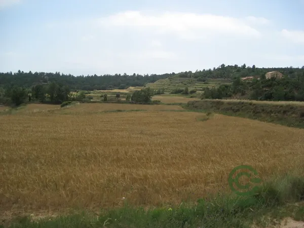 Finca rústica de 160 ha en venta en Castellón