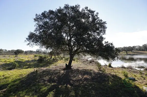 Finca rústica de 161,8 ha en venta en Huelva