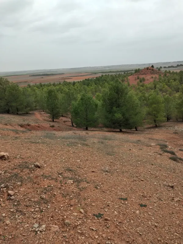 Finca rústica de 47 ha en venta en Ciudad real