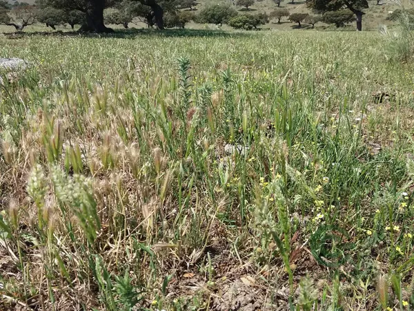 Finca rústica de 540 ha en venta en Cáceres