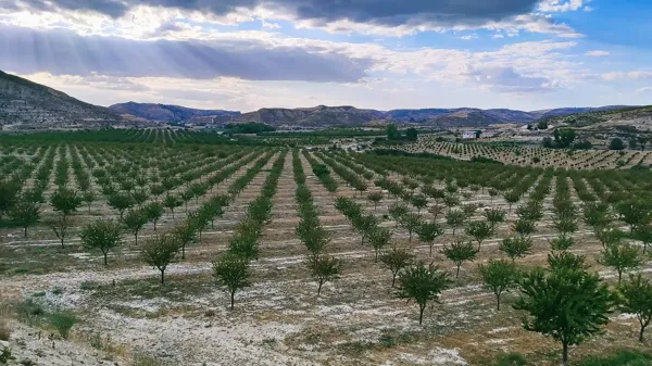 Finca rústica de 100 ha en venta en Granada