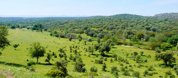 Finca rústica de 700 ha en venta en Cáceres