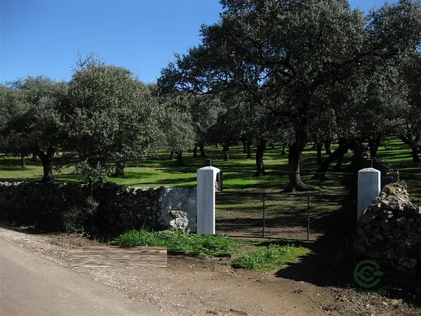 Finca rústica de 1,6 ha en venta en Fuentes de león, Badajoz