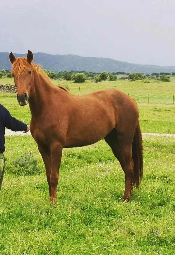 Finca ganadera de 900 ha en venta en Cáceres