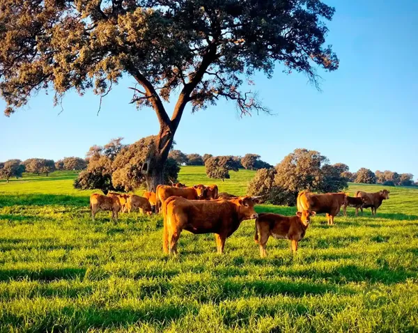 Finca rústica de 1300 ha en venta en Jaén